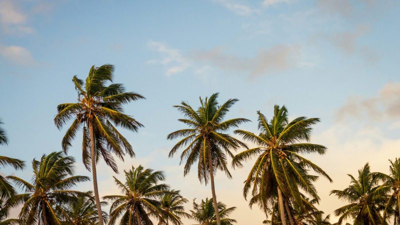 palmeras de coco palmeras de coco